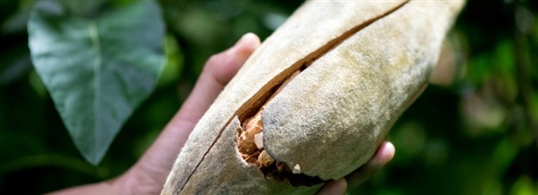 Alt om superfrugten Baobab