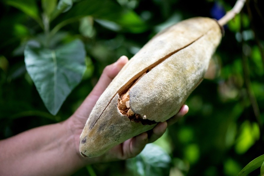 En hånd, der holder en baobabfrugt der hænger på et træ. En hånd, der holder en baobabfrugt der hænger på et træ.