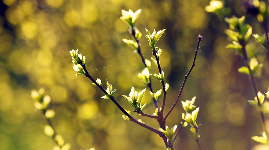 Beskret billede, der viser grene af en busk med lysegrnne blade.