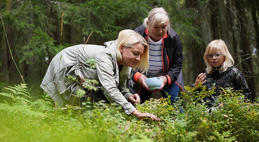 Personer i forskellige aldre, der plukker br i skoven uden problemer.