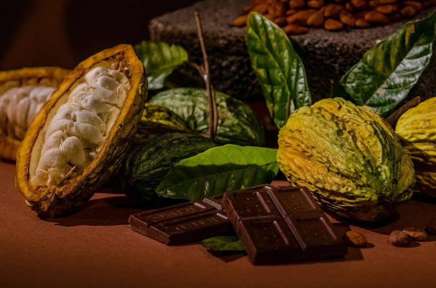 Mørk chokolade og kakaobønner i kakaofrugt. Mørk chokolade og kakaobønner i kakaofrugt.