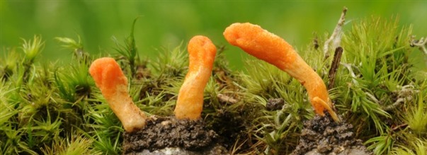 Alt om cordyceps