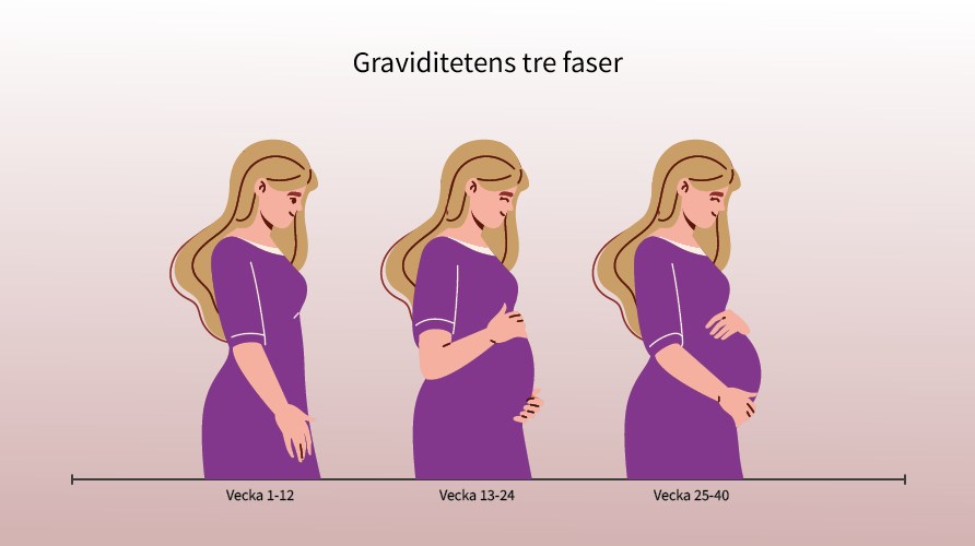 Illustration af graviditetens tre faser, der viser den samme kvinde med en voksende mave igennem faserne. Illustration af graviditetens tre faser, der viser den samme kvinde med en voksende mave igennem faserne.