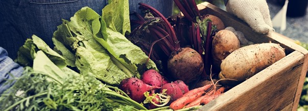 Opskrifter til en detox