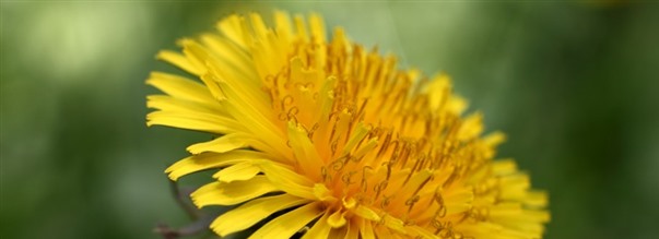 Alt om den nrende mlkebtte