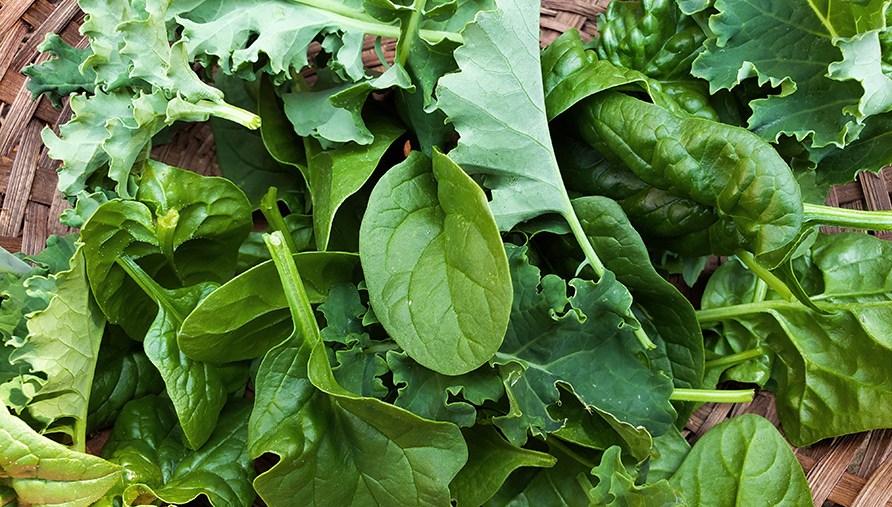 Grnne bladplanter rige p jern.