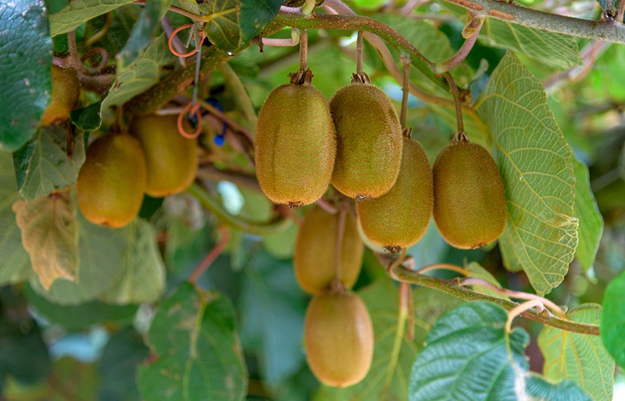 Kiwi-frugter.