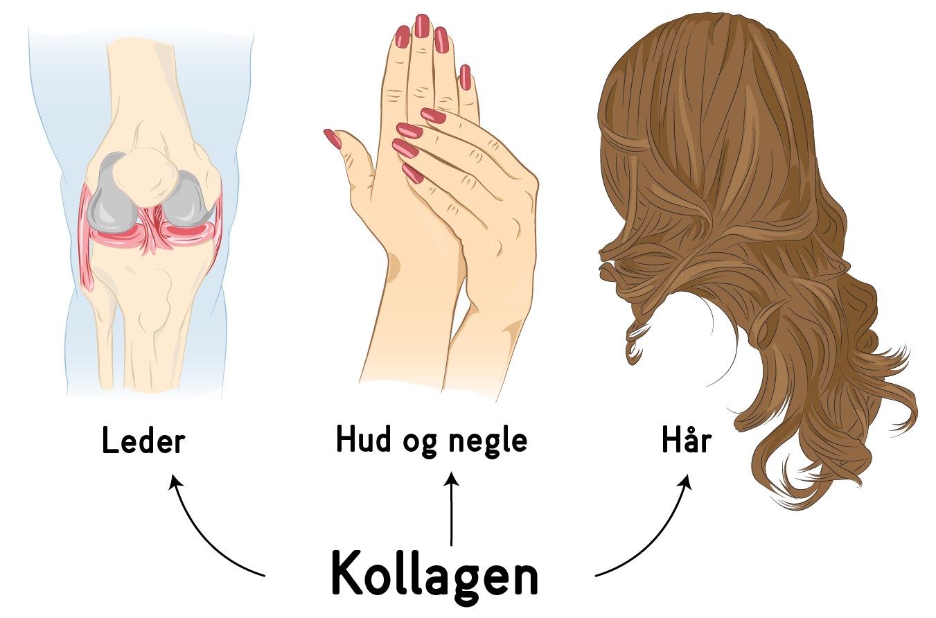 Kollagen opbygger blandt andet hud, sener og knogler. Kollagen opbygger blandt andet hud, sener og knogler.