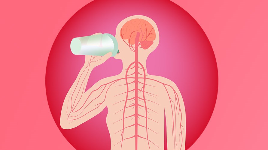 Illustration p� det centralnervesystemet