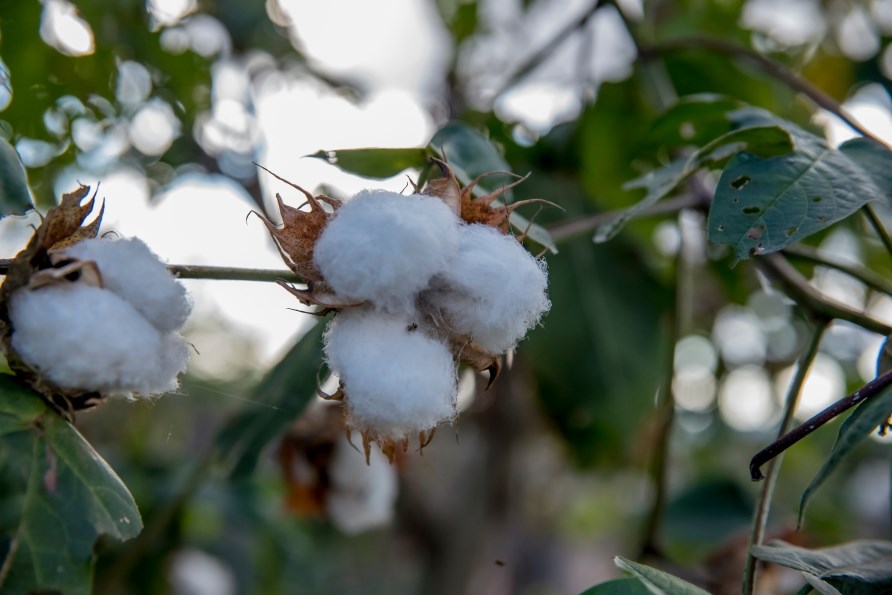 Bomuld der sidder p tret og er klar til at blive hstet.