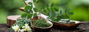 Mirakeltr�et moringa