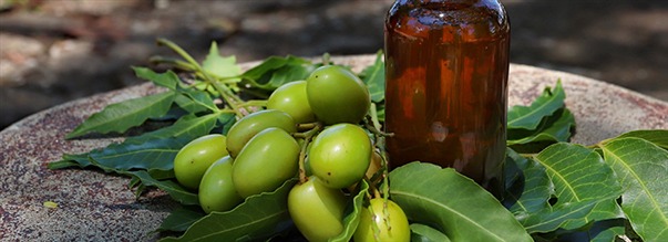 S�dan bruger du neemolie