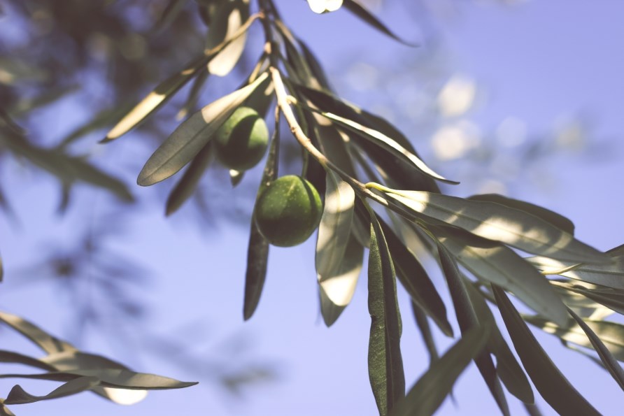 En olivengren med oliven på. En olivengren med oliven på.
