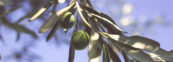 Sundhedseffekter af olivenbladsekstrakt