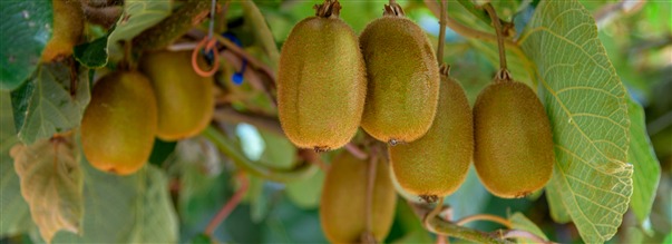 Alt om PQQ - stof for energi og cellesundhed