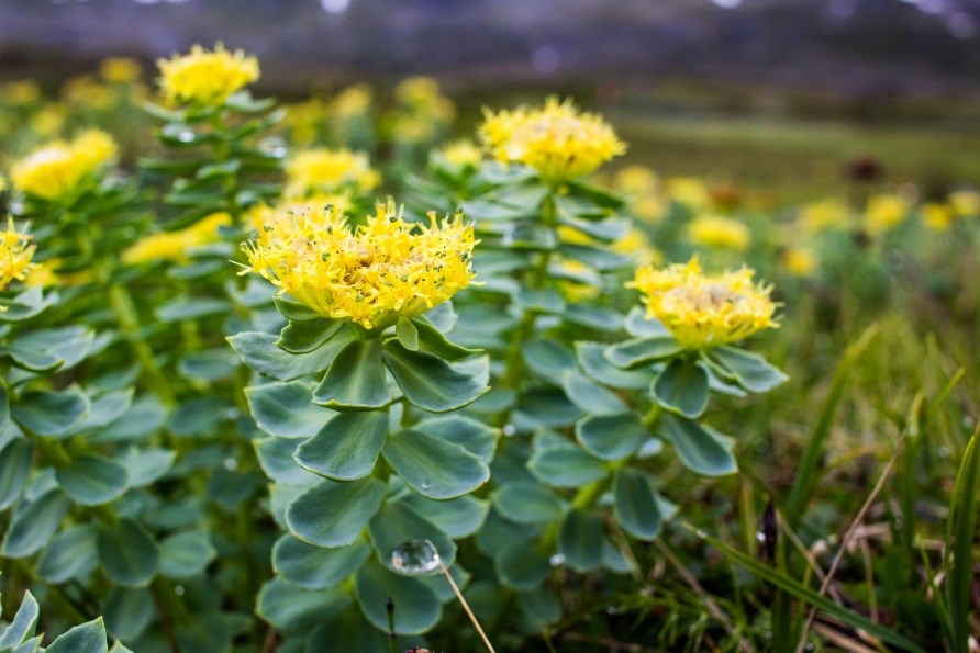 Rosenrod, Rhodiola rosea, vokser blandt andet naturligt i Sverige.