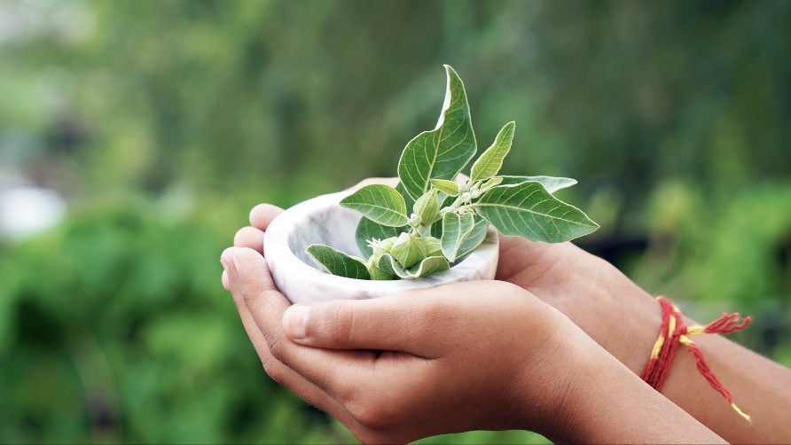 En skl med urten ashwagandha.