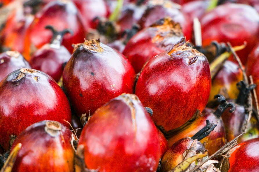 Frugter fra den amerikanske palme Elaeis oleifera.