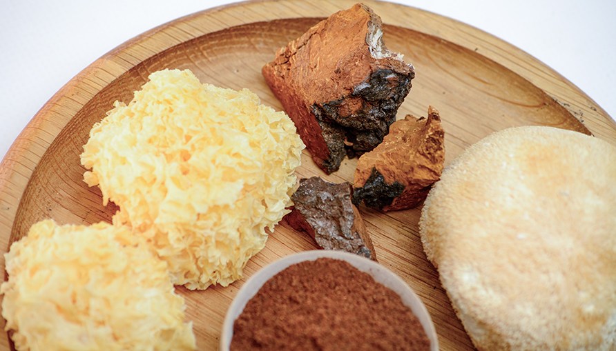Stykker og pulver af svampene chaga, lion's mane og blomklssvamp, der ligger p en trfad.