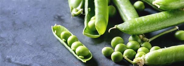 Sdan fungerer rteprotein